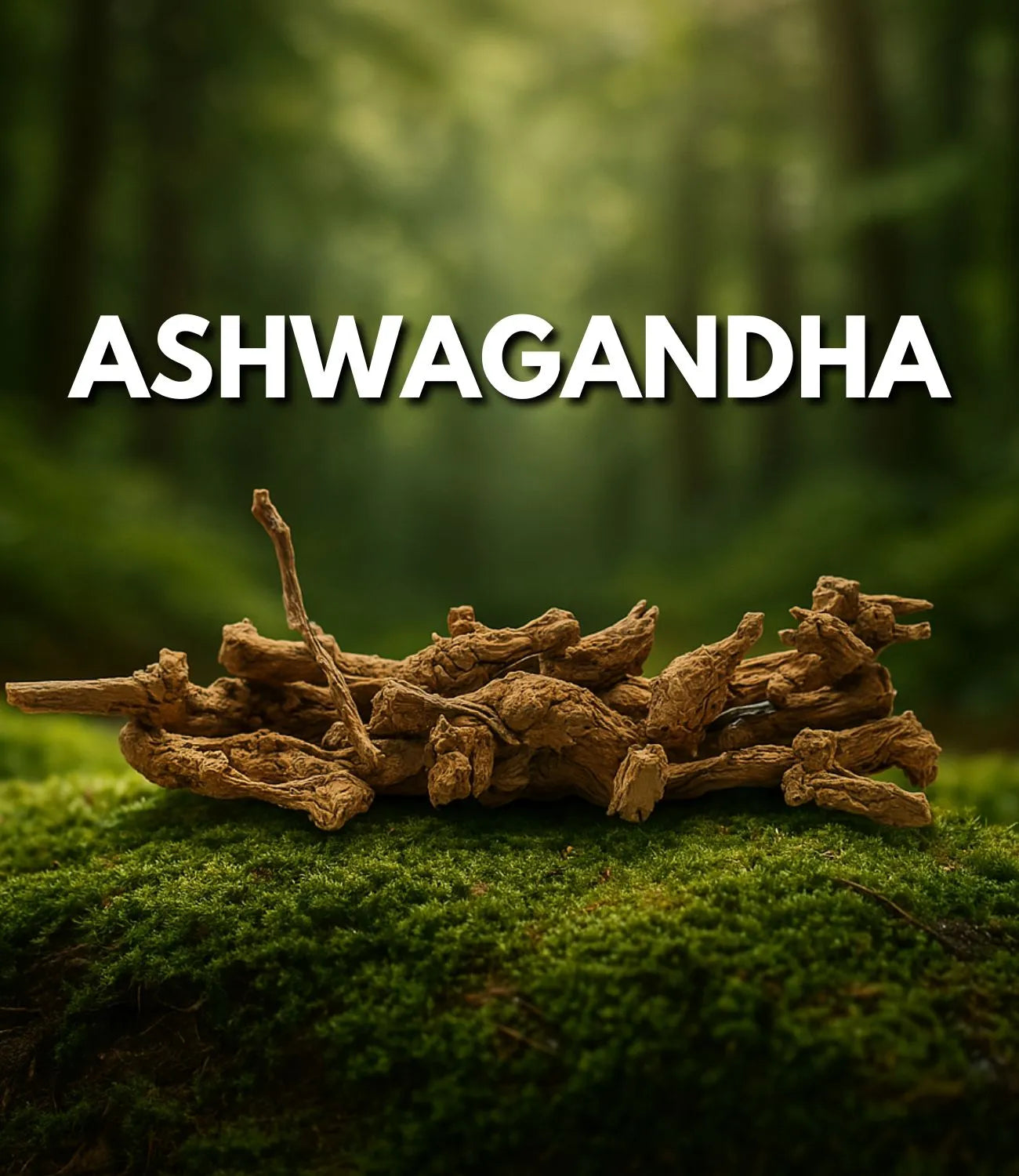 Ashwagandha KSM-66 metsässä. Mountaindropin tuotteissa käytetään laadukkainta ja puhtainta ashwagandhaa.