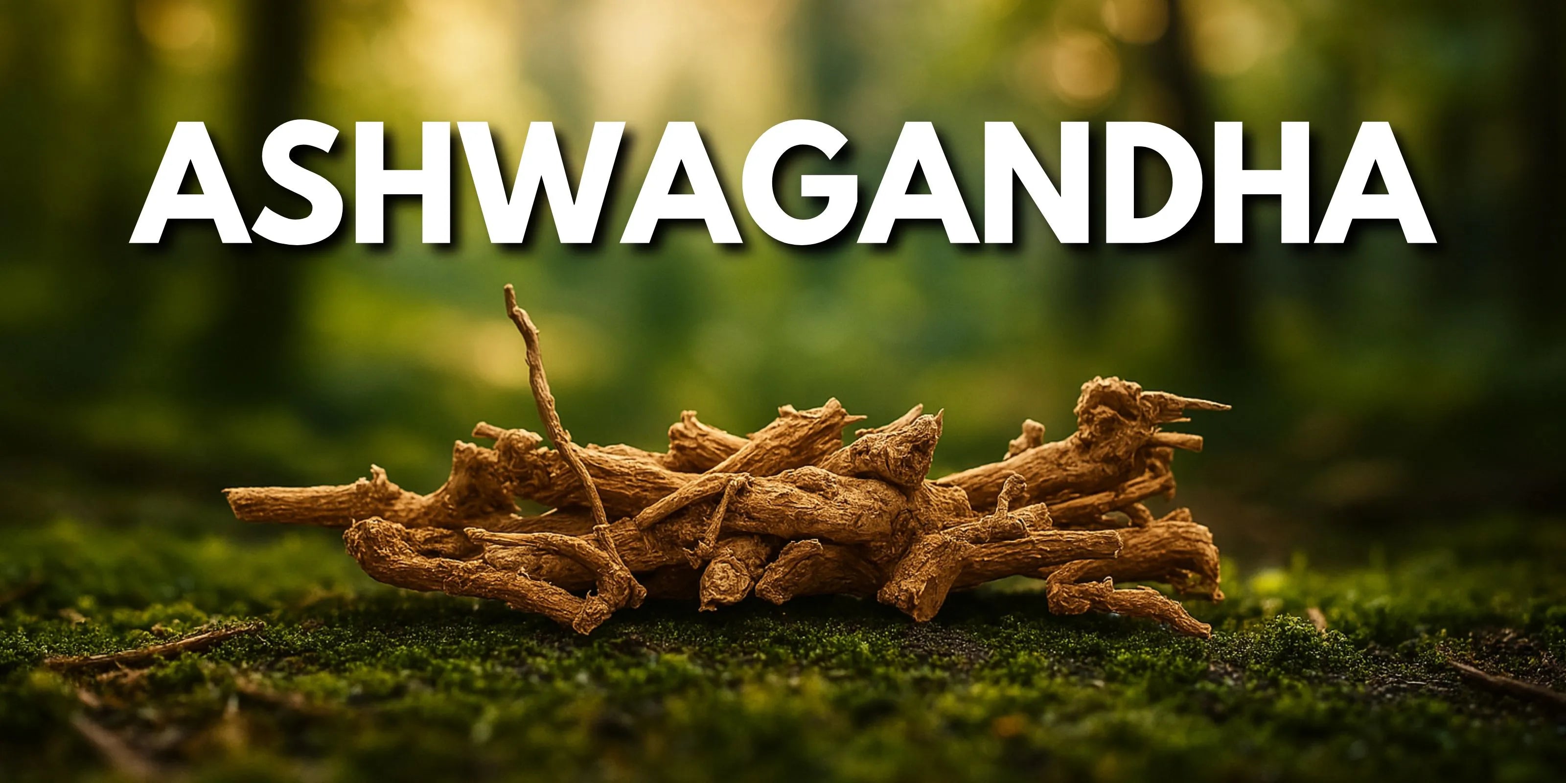 Ashwagandha juuri metsässä. Mountaindrop ashwagandha tukee henkistä ja fyyfsistä suorituskykyä.